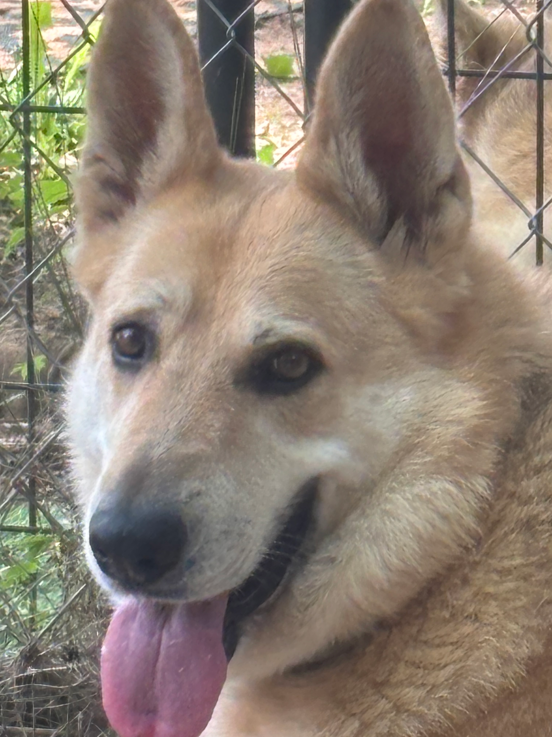 Greta, our purebred German Shepherd.