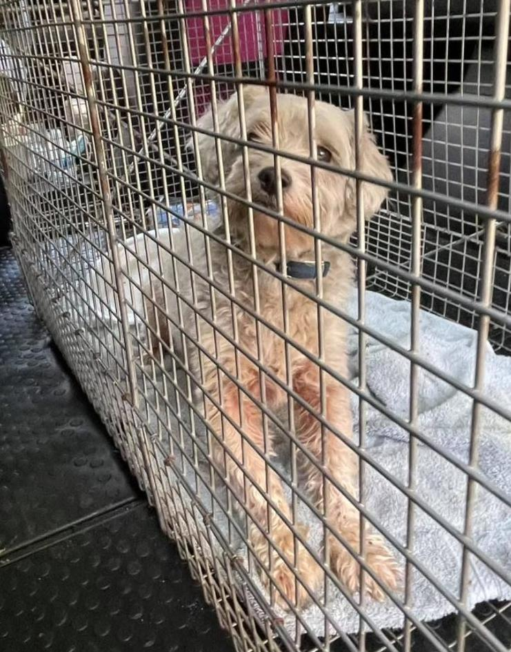 Rescued Sammy, relaxing in the crate, waiting for owner.