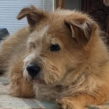 Rags, a Terrier mix who ran the streets for over 2 years.