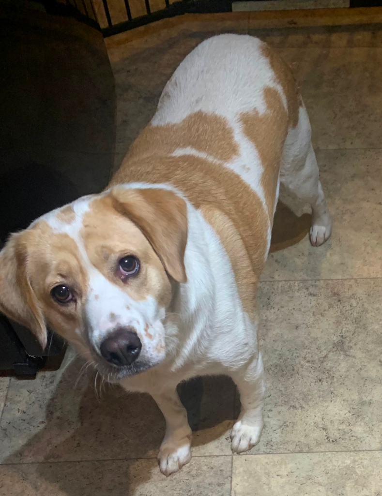 Toby the hound mix, hanging in the kitchen.
