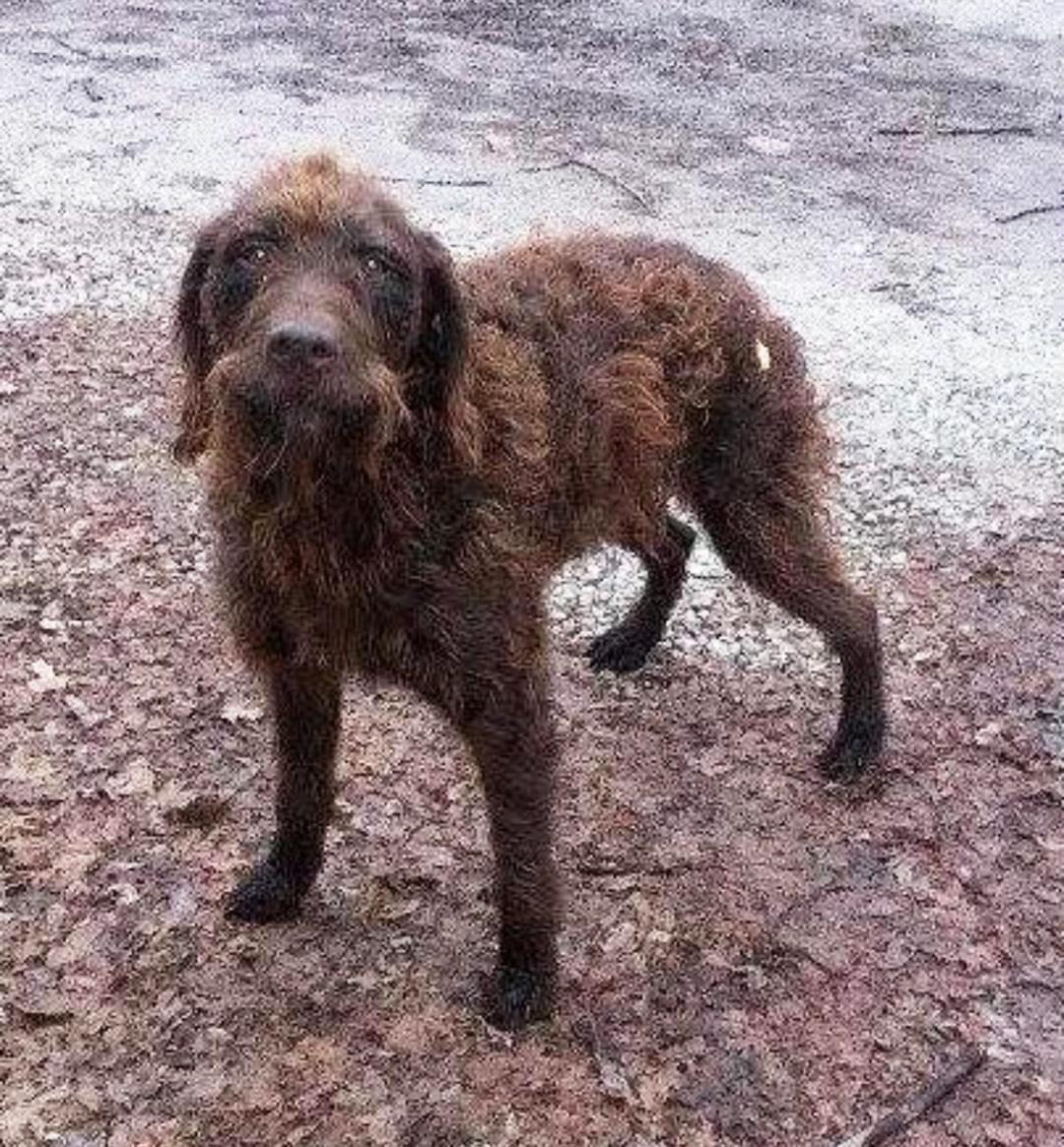 Tucker was on the run for 2 1/2 years, but is safe and was adopted.