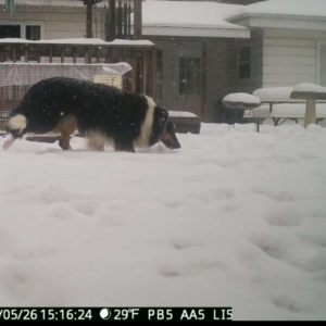 Live Trap Rescue of Sheltie