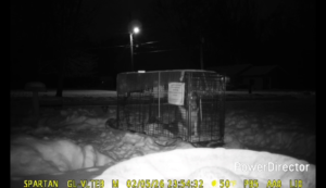 Sheltie rescued with live trap