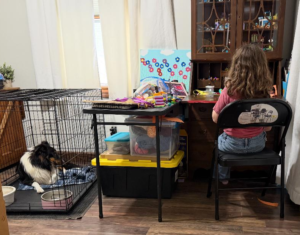 Sheltie rescued and at home