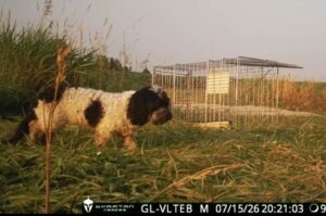Locating Wrigley the Lost Runaway Dog