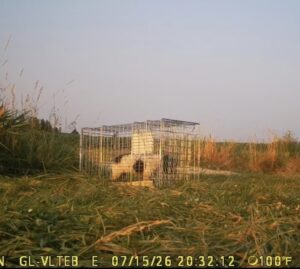 Trapping Wrigley the Runaway Dog