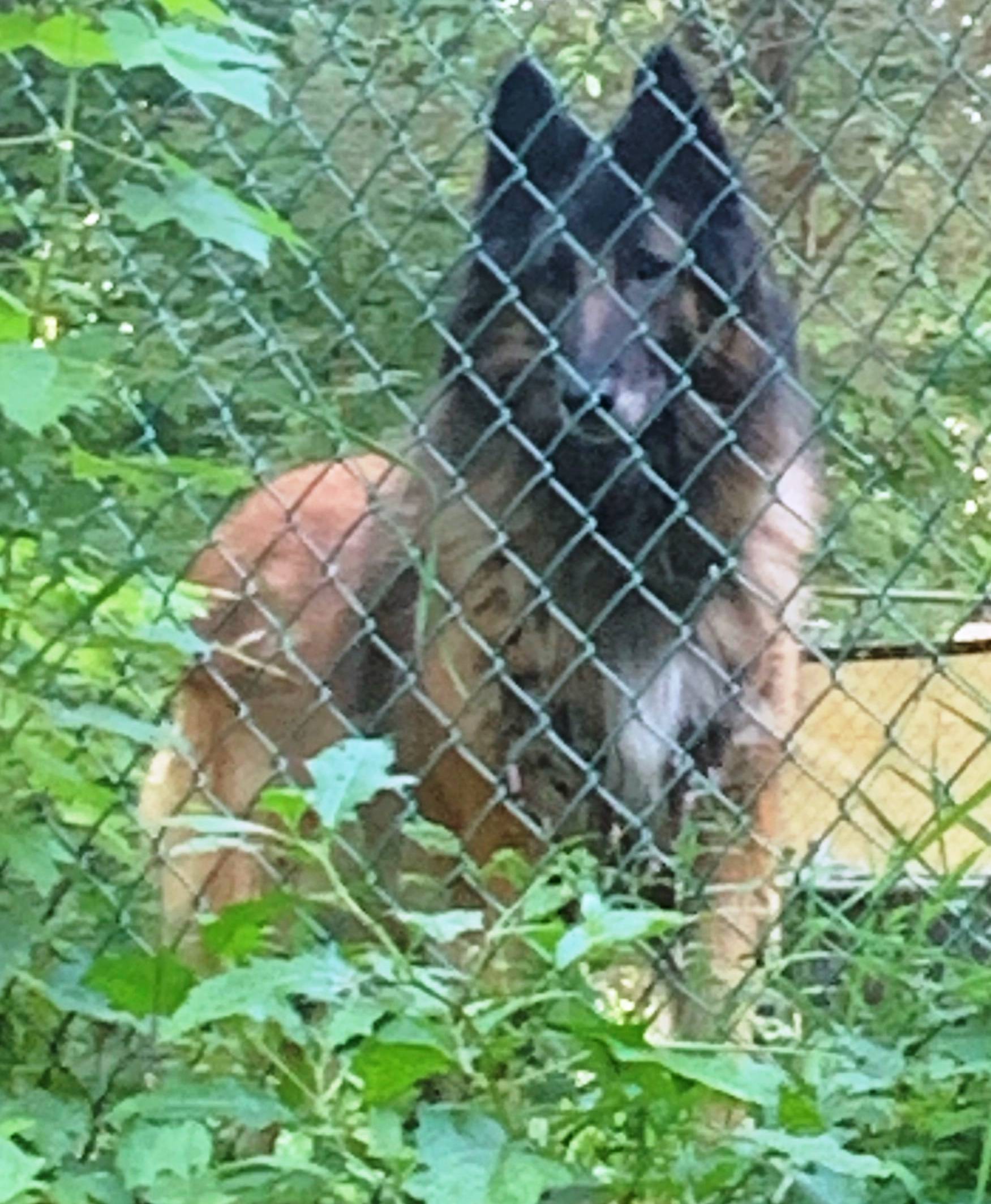 Monnaie in backyard.