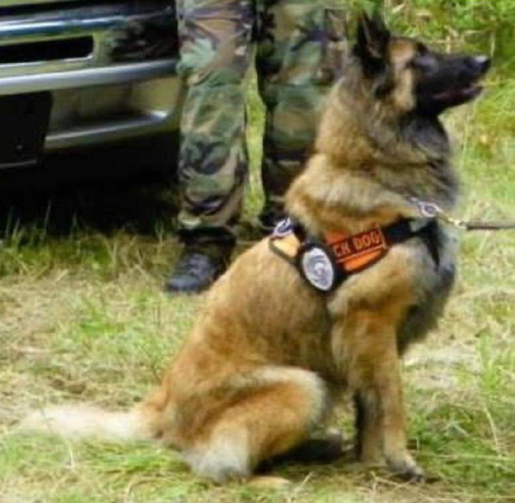 Belgian Tervuren Search and Rescue Dog, Monnaie